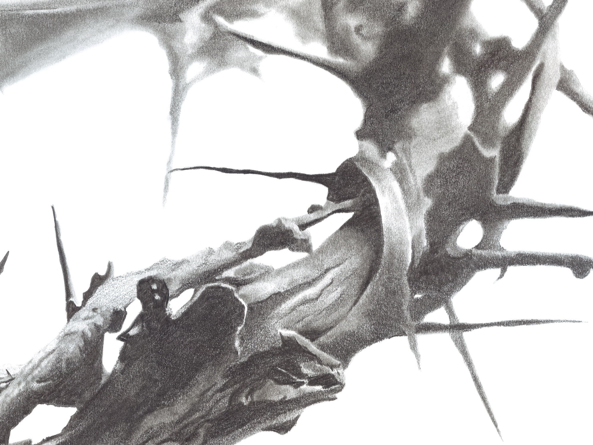 Detail of Redeemed: the twisted crown of thorns, graphite drawing by Chris Schain